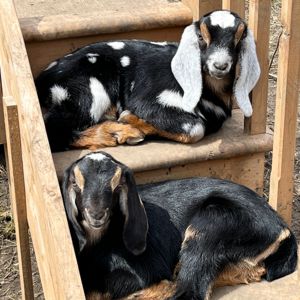 Nubian Goats for sale in Ontario