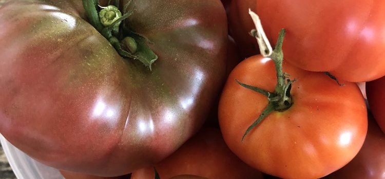 Seed Saving Tips and Tricks