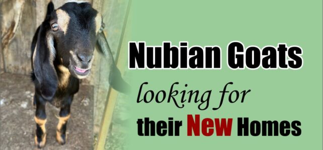 Nubian Goats for Sale in Ontario