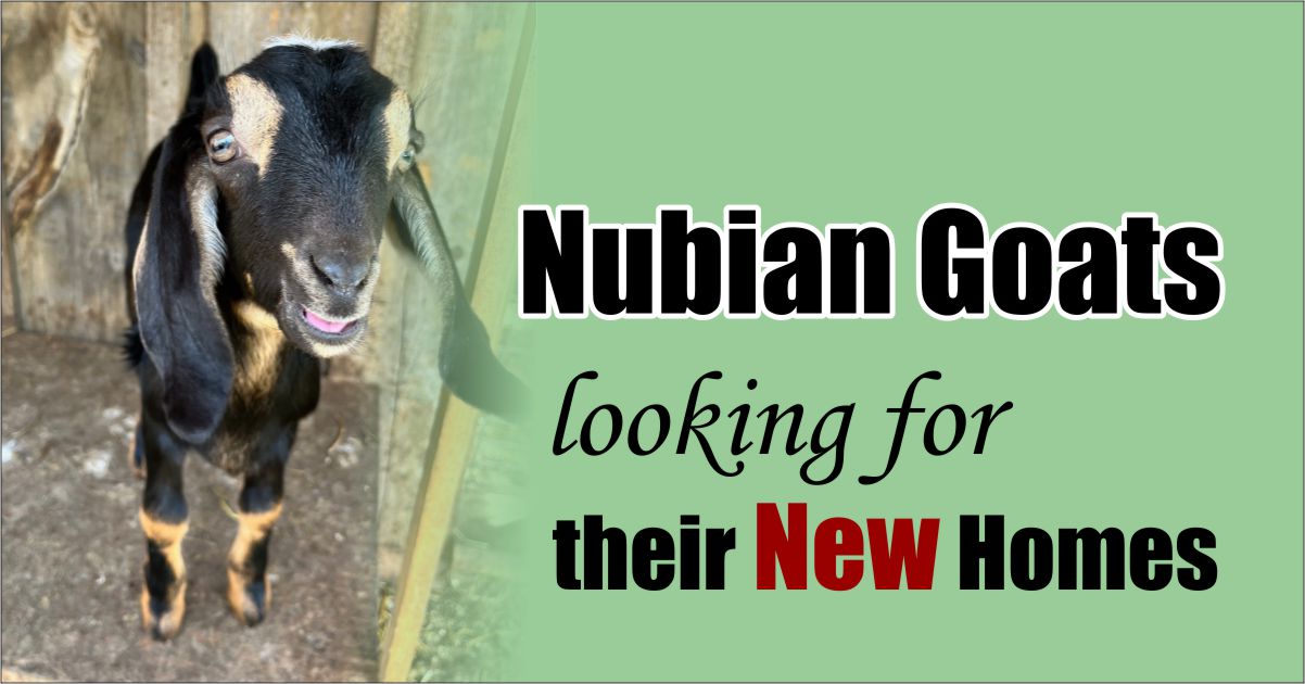 Nubian Goats Available Hilltop Homestead Colpoy's Bay