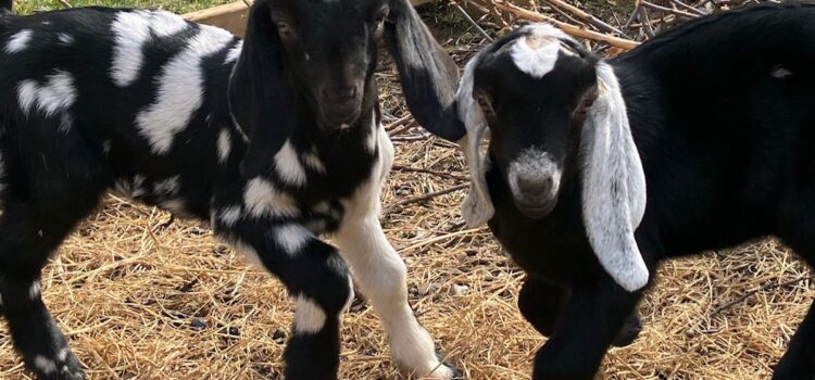 Homestead Nubian Goats