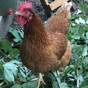 chickens on the homestead