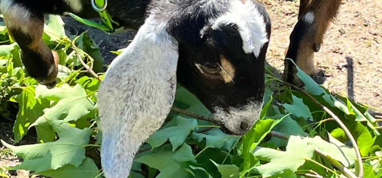 Nubian Goat Eating Leaves